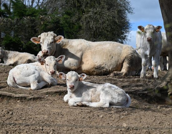 Tehenek legelés közben